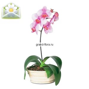 Орхидея